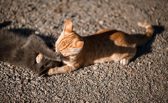 Image de Animaux. Mon chat chéri, que j'appelle affectueusement Mochi, a été chassé de son territoire par un autre félin du voisinage. Cette expérience a été source d'inquiétude et m'a poussé à chercher des solutions pour rétablir l'équilibre et assurer le bien-être de mon compagnon félin. Dans cet échange, je souhaite partager mon vécu et offrir des conseils basés sur mes recherches et expériences personnelles. Comprendre le comportement territorial des chats Avant de plonger dans les conseils pratiques, il est crucial de comprendre le comportement territorial des chats. Les félins sont des créatures intrinsèquement territoriales, et les conflits territoriaux entre eux sont fréquents. Mon premier conseil serait de prendre du recul et d'observer attentivement le comportement des deux chats concernés. Analysez les signes de stress, d'anxiété ou d'agression, car cela vous aidera à déterminer la gravité de la situation. Établir un espace sûr pour votre chat Suite à la confrontation territoriale, il est essentiel de créer un environnement sécurisé pour votre chat. Aménagez une zone dans la maison où il se sentira protégé et à l'abri du stress. Un coin avec des jouets, un lit confortable et un accès facile à sa litière et à sa nourriture peut contribuer à apaiser son anxiété. Consultez un vétérinaire Si les signes de stress persistent ou si votre chat présente des blessures, consultez rapidement un vétérinaire. Les blessures de combat entre chats peuvent être sérieuses, et il est crucial de s'assurer que votre compagnon est en bonne santé. Le vétérinaire pourra également vous fournir des conseils spécifiques à la situation de votre chat. Utilisez des phéromones apaisantes Les phéromones apaisantes, disponibles sous forme de diffuseurs, sprays ou colliers, peuvent contribuer à réduire le stress chez les chats. Ces produits imitent les phéromones faciales que les chats utilisent pour marquer leur territoire comme sûr. J'ai personnellement constaté des résultats encourageants en introduisant des diffuseurs de phéromones dans la zone où Mochi se réfugiait. La réintroduction progressive Si les chats en question cohabitent depuis un certain temps, une réintroduction progressive peut être nécessaire. Isoler les deux chats pendant un certain temps, puis introduire des interactions graduelles sous supervision peut aider à rétablir la paix. Patience et observation sont les clés de cette approche. Discutez avec le propriétaire de l'autre chat Une communication ouverte avec le propriétaire de l'autre chat peut également être bénéfique. Partagez vos préoccupations de manière respectueuse et essayez de trouver des solutions ensemble. Il est possible que le propriétaire de l'autre chat ne soit pas au courant de la situation, et une discussion peut aider à prévenir de futurs conflits. Identifier et éliminer les déclencheurs potentiels Dans certains cas, les conflits territoriaux peuvent être déclenchés par des facteurs spécifiques tels que la nourriture, les ressources limitées ou même une fenêtre donnant sur le territoire de l'autre chat. En identifiant et en éliminant ces déclencheurs potentiels, vous pouvez réduire les risques de conflits. Envisagez des solutions technologiques Certaines solutions technologiques peuvent aider à décourager les intrusions indésirables. Les répulsifs électroniques pour chats utilisent des ultrasons ou des jets d'air pour dissuader les chats d'entrer dans certaines zones. Cependant, ces dispositifs peuvent ne pas convenir à tous les chats, alors assurez-vous d'observer la réaction de votre chat. En conclusion, gérer une situation où un autre chat chasse le vôtre de son territoire peut être une expérience stressante, mais il existe des solutions possibles. Mon parcours avec Mochi m'a appris l'importance de l'observation, de la patience et de la communication pour résoudre ces conflits. Chaque chat est unique, et il peut être nécessaire d'ajuster ces conseils en fonction de la personnalité et des besoins spécifiques de votre félin. N'oubliez pas que la bienveillance et l'amour que vous offrez à votre chat joueront un rôle essentiel dans sa capacité à surmonter ces défis territoriaux.