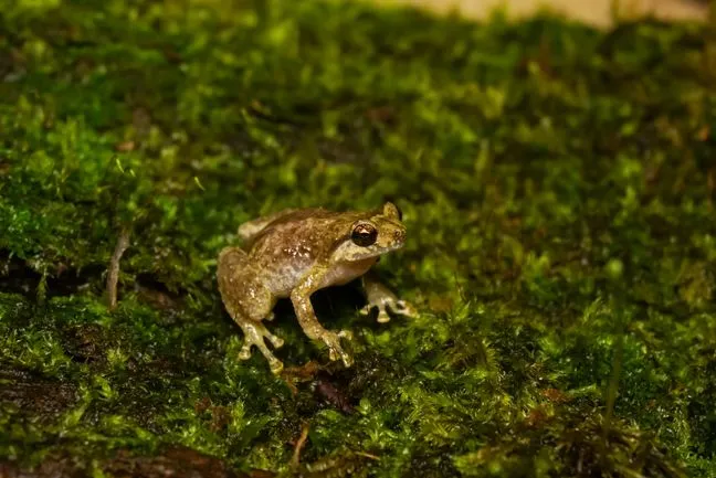 Image de Animaux. La diversité du règne animal réserve parfois des surprises, défiant les attentes et ébranlant nos notions conventionnelles de croissance. Au cœur de cette diversité singulière, la grenouille paradoxale se distingue par un parcours de vie véritablement inhabituel, renversant la norme établie chez la plupart des créatures. Dans la majeure partie des cycles de vie observés dans le règne animal, la croissance constitue un élément intrinsèque, chaque individu évoluant vers une taille adulte caractéristique. Cependant, la grenouille paradoxale, résidant dans les régions sud-américaines, se positionne en tant qu'exception fascinante à cette règle bien établie. Cette créature étonnante, par son nom même, évoque un phénomène paradoxal au sein du monde animal. Le cycle de vie de la grenouille paradoxale commence de manière conventionnelle, à partir d'un œuf. Cependant, c'est à partir du stade de têtard que cette grenouille prend une trajectoire hors du commun. Contrairement à ses congénères, le têtard de la grenouille paradoxale continue de croître de manière disproportionnée, atteignant une taille remarquable de 25 centimètres. Puis, de manière tout à fait inattendue, un retournement surprenant se produit : au lieu de maintenir cette taille imposante, le têtard entre dans un processus de rétrécissement spectaculaire. La métamorphose de ce têtard extraordinaire se déroule avec une précision intrigante. La perte de sa queue constitue le premier signe de transformation, marquant le début de sa métamorphose en grenouille. Ce processus de réduction dimensionnelle aboutit à ce que la grenouille adulte, résultant de cette transformation, ne représente plus qu'un tiers de la taille initiale du têtard. Ainsi, la grenouille paradoxale devient une énigme biologique, affichant des proportions hors du commun et suscitant l'émerveillement des observateurs. L'anatomie particulière de ce têtard hors norme est également un élément de fascination. Sa queue, étonnamment longue, constitue les trois quarts de sa taille totale, une caractéristique qui continue de s'accroître sur une période de quatre mois. Les têtards, initialement d'une teinte verdâtre à leur sortie de l'œuf, développent une coloration marbrée plus sombre au fur et à mesure de leur croissance, favorisant leur camouflage au sein de la dense végétation aquatique qui les entoure. La capacité de camouflage de la grenouille paradoxale, résultat de son évolution singulière, lui confère un avantage stratégique dans son environnement naturel. La capacité de se fondre dans la verdure luxuriante qui borde les zones aquatiques constitue une adaptation remarquable, assurant la survie de cette espèce aux allures énigmatiques. Au-delà de la grenouille paradoxale, d'autres spécimens du règne amphibien démontrent des schémas de vie tout aussi étonnants. Les grenouilles du genre Oreophryne, résidant en Paouasie-Nouvelle-Guinée, représentent une autre exception notable. Contrairement aux grenouilles traditionnelles qui passent par le stade de têtard, les Oreophryne émergent du monde aquatique sous une forme déjà proche de l'adulte. Les œufs de ces grenouilles sont pris en charge par le père, offrant une protection contre les prédateurs jusqu'à leur éclosion. Les petites grenouilles qui en résultent émergent directement de leurs œufs, évitant ainsi la phase vulnérable du têtard. Ce schéma de reproduction unique soulève des questions sur les diverses stratégies évolutives adoptées par différentes espèces pour assurer leur survie dans des environnements variés. Au travers de ces exemples fascinants, la complexité de la nature et la diversité des stratégies évolutives deviennent évidentes. Chaque adaptation, chaque exception biologique, soulève des questions sur les mécanismes sous-jacents de l'évolution et de la survie dans des conditions environnementales spécifiques. Ainsi, la grenouille paradoxale et ses semblables nous rappellent que la vie animale est pleine de surprises et de variations, défiant nos attentes préconçues. Ces récits extraordinaires suscitent la curiosité scientifique et alimentent notre fascination pour la diversité du règne animal. En conclusion, en explorant ces phénomènes singuliers de croissance et de métamorphose au sein du règne amphibien, nous sommes confrontés à la complexité et à la richesse de la vie sur Terre. Ces histoires remarquables ne sont pas seulement des curiosités biologiques, mais elles invitent également à une réflexion plus profonde sur les forces évolutives qui ont façonné la biodiversité sur notre planète. Quelles autres énigmes biologiques et adaptations fascinantes restent à découvrir dans les recoins encore inexplorés de la nature? Comment ces récits extraordinaires influenceront-ils notre compréhension de l'évolution et de la vie sur Terre?